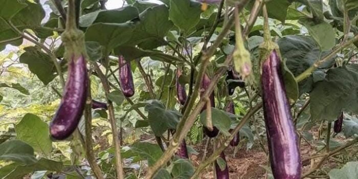 Characteristics and description of eggplants King of the North F1
