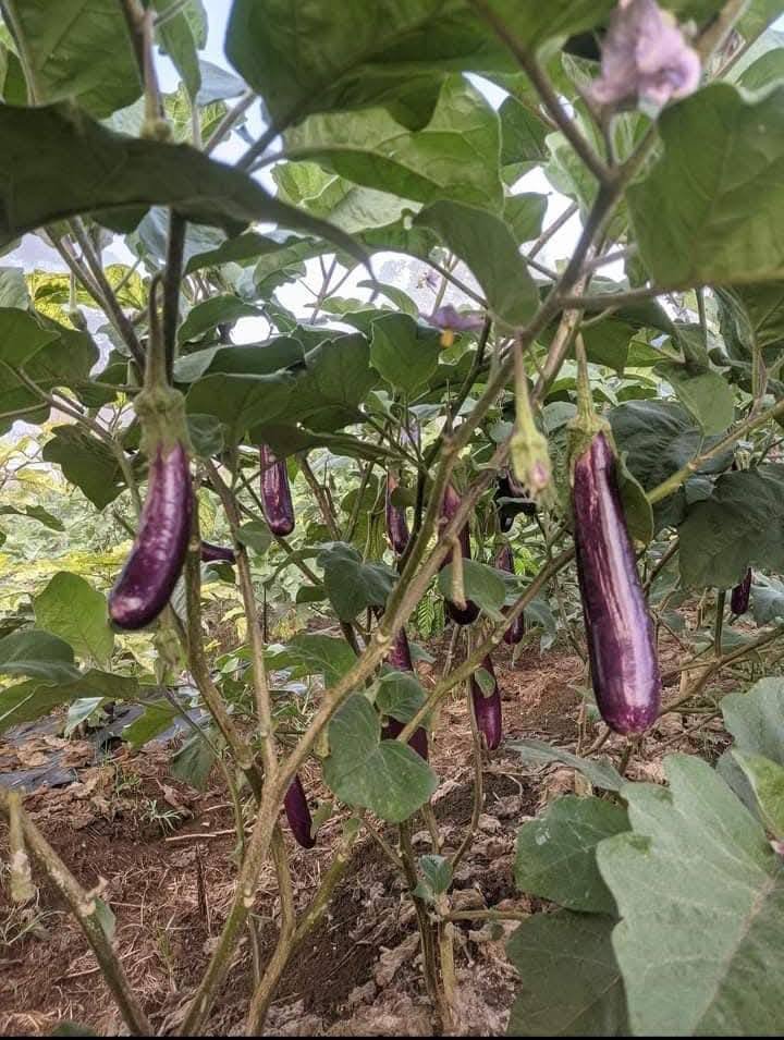 Characteristics and description of eggplants King of the North F1
