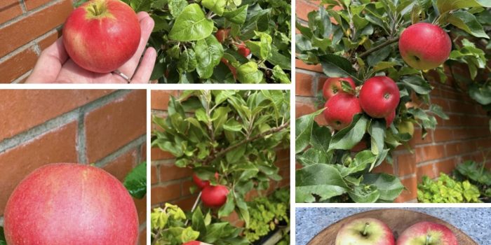 7 Powerful Benefit Eat Aplle for Body Healthy That Will Transform Your Wellness now