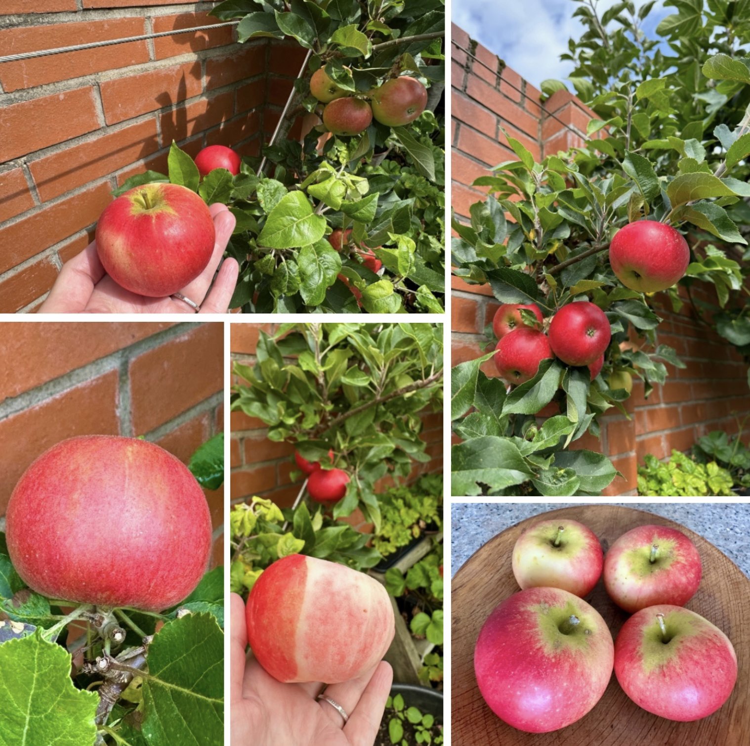 7 Powerful Benefit Eat Aplle for Body Healthy That Will Transform Your Wellness now